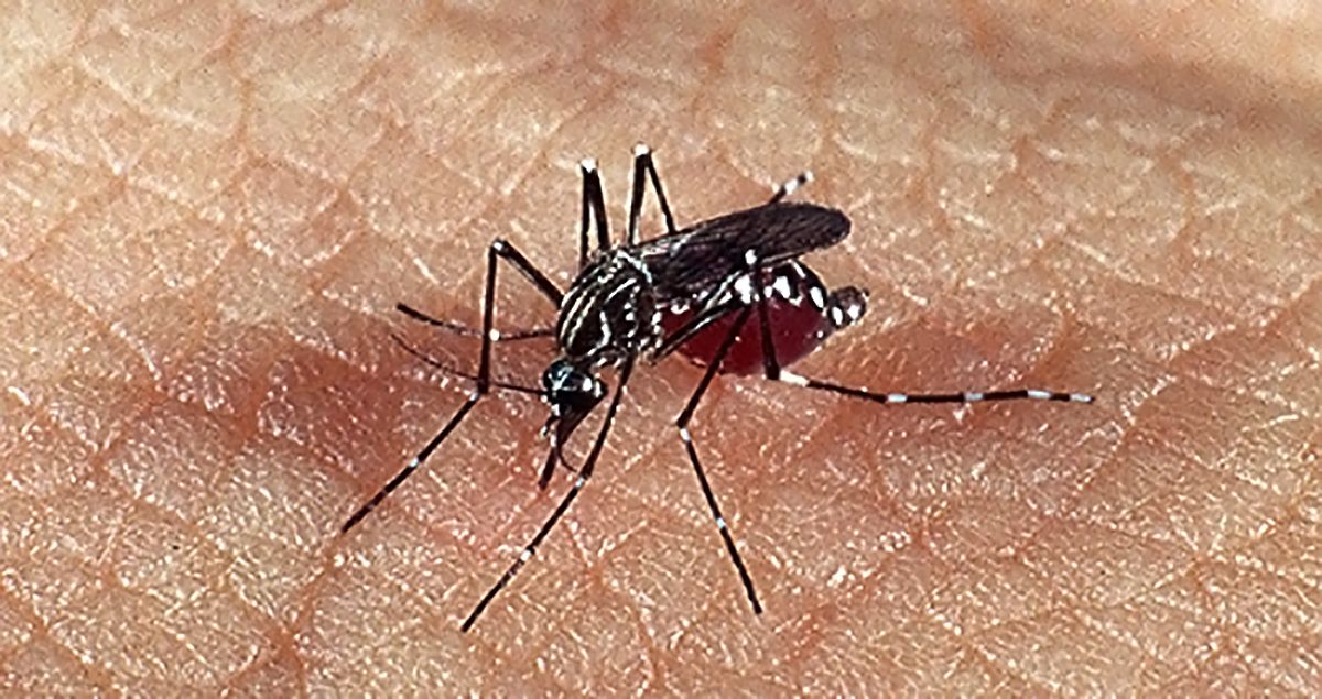 Aedes aegypti - Arquivo/CSC-Fiocruz
