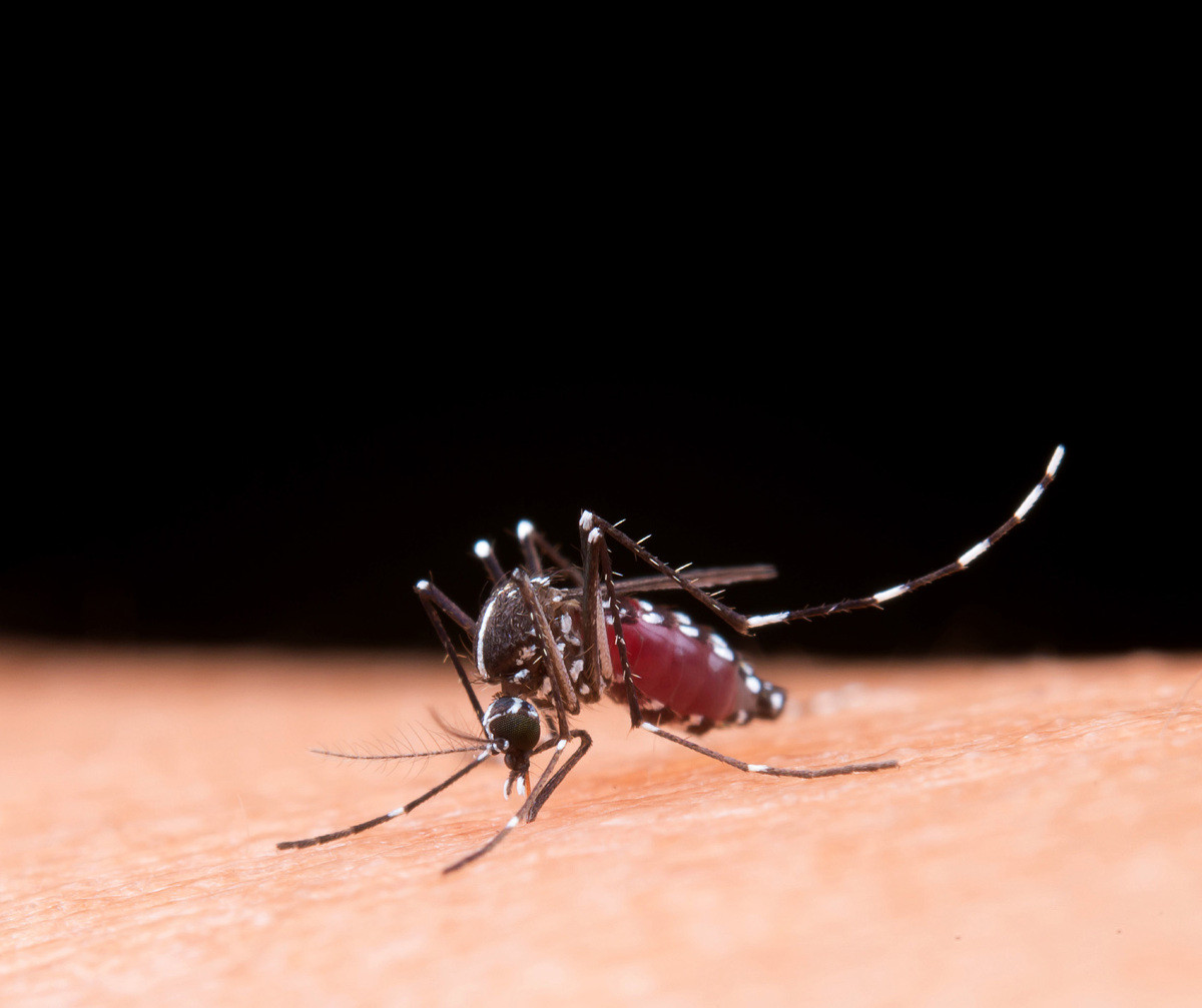 Aedes aegypti