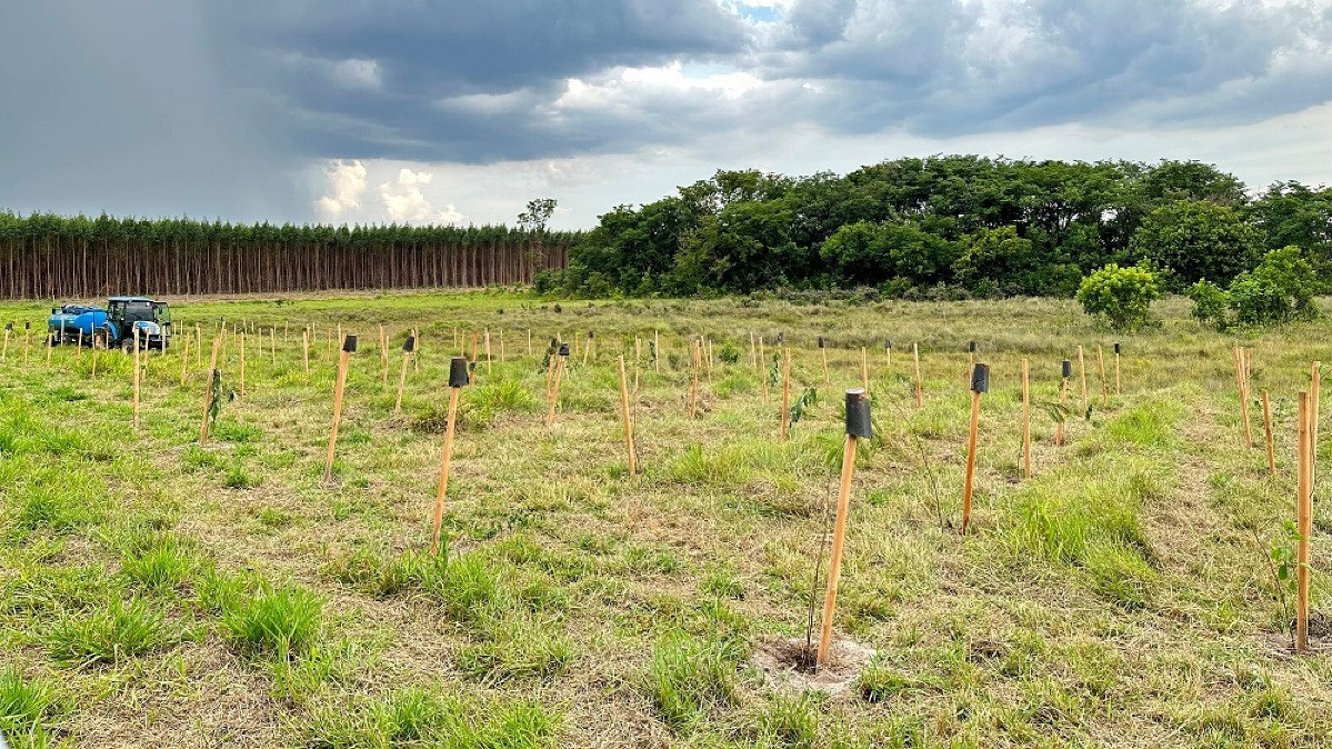 Suzano realiza o plantio de 45 mil mudas de árvores no córrego Retirinho em Ribas do Rio Pardo 