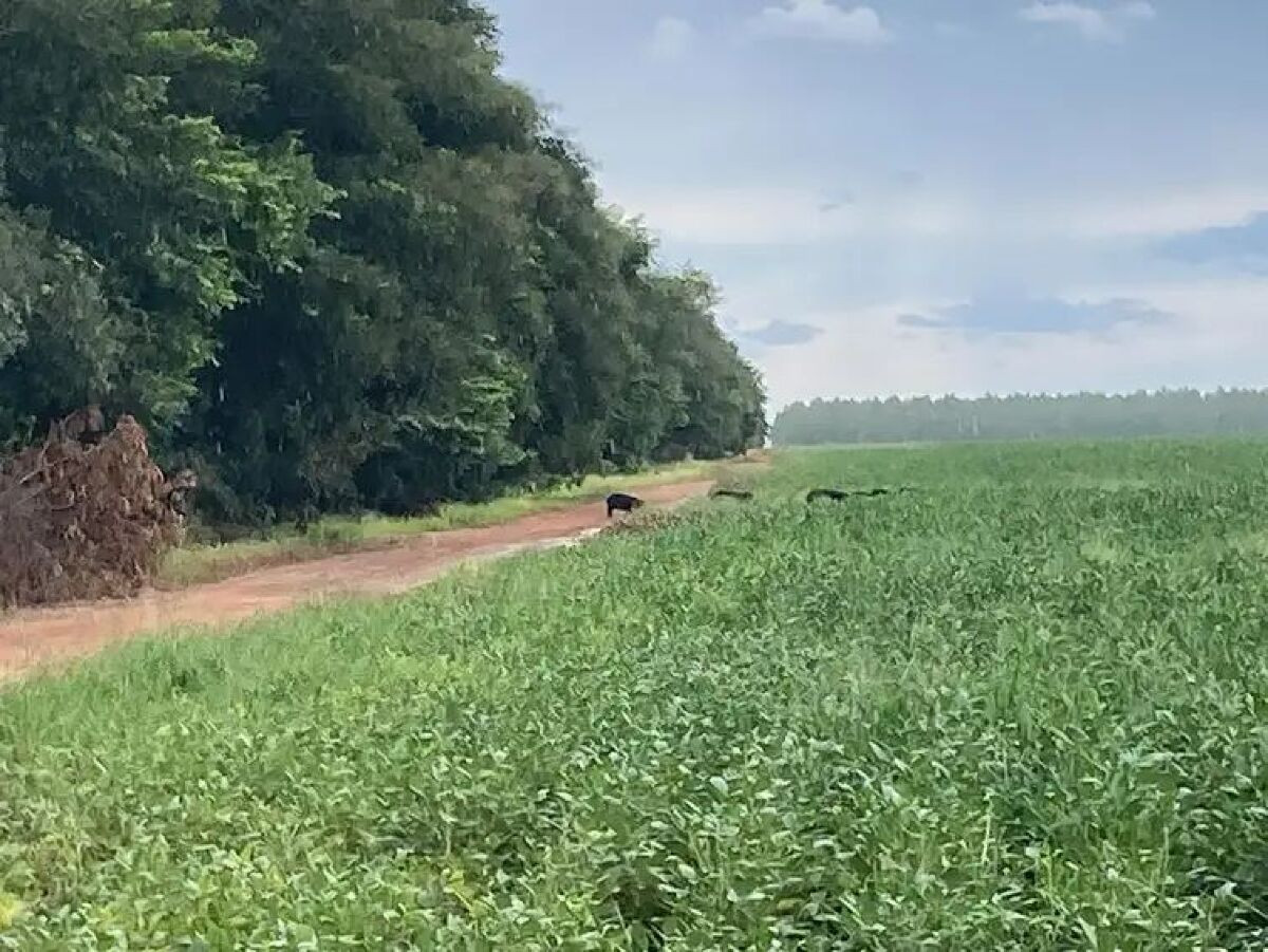 Laboratório a céu aberto permite pesquisas sobre queimadas