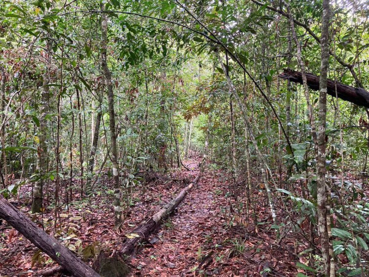 Laboratório a céu aberto permite pesquisas sobre queimadas