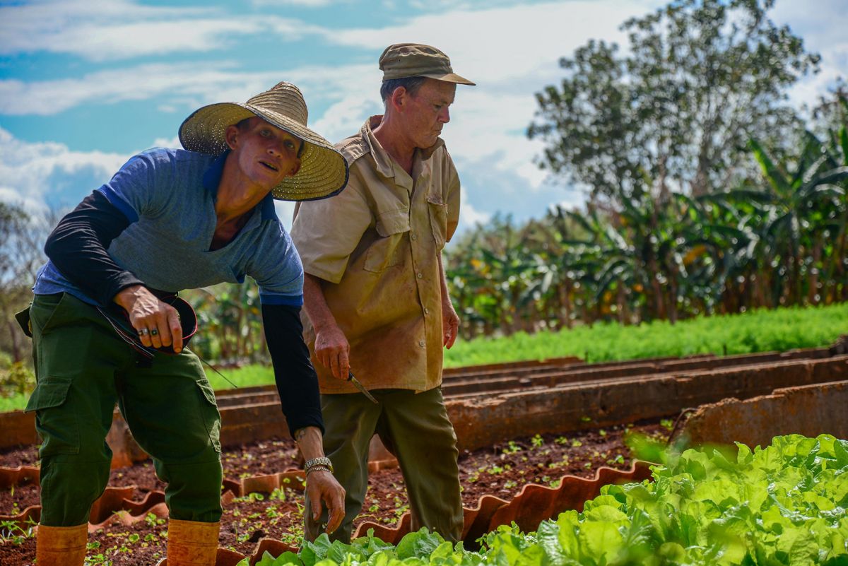 Cooperação científica do Brasil vai fortalecer agricultura urbana, suburbana e familiar de Cuba