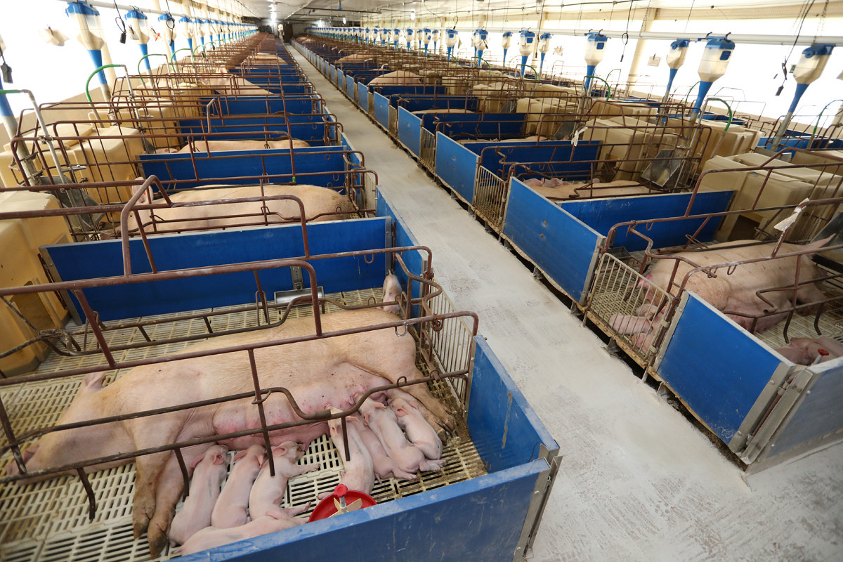 Mato Grosso do Sul registra alta nas exportações de suínos para Hong Kong e Singapura