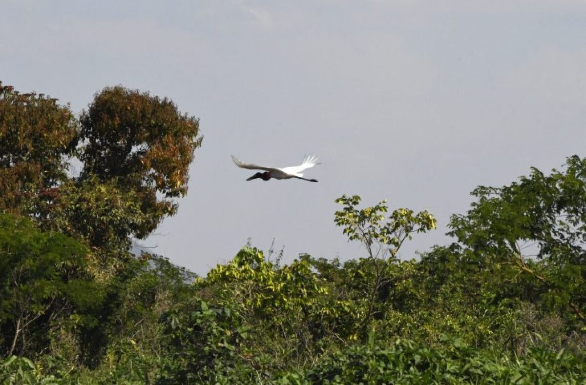 Outono de Mato Grosso do Sul será marcado por estiagem