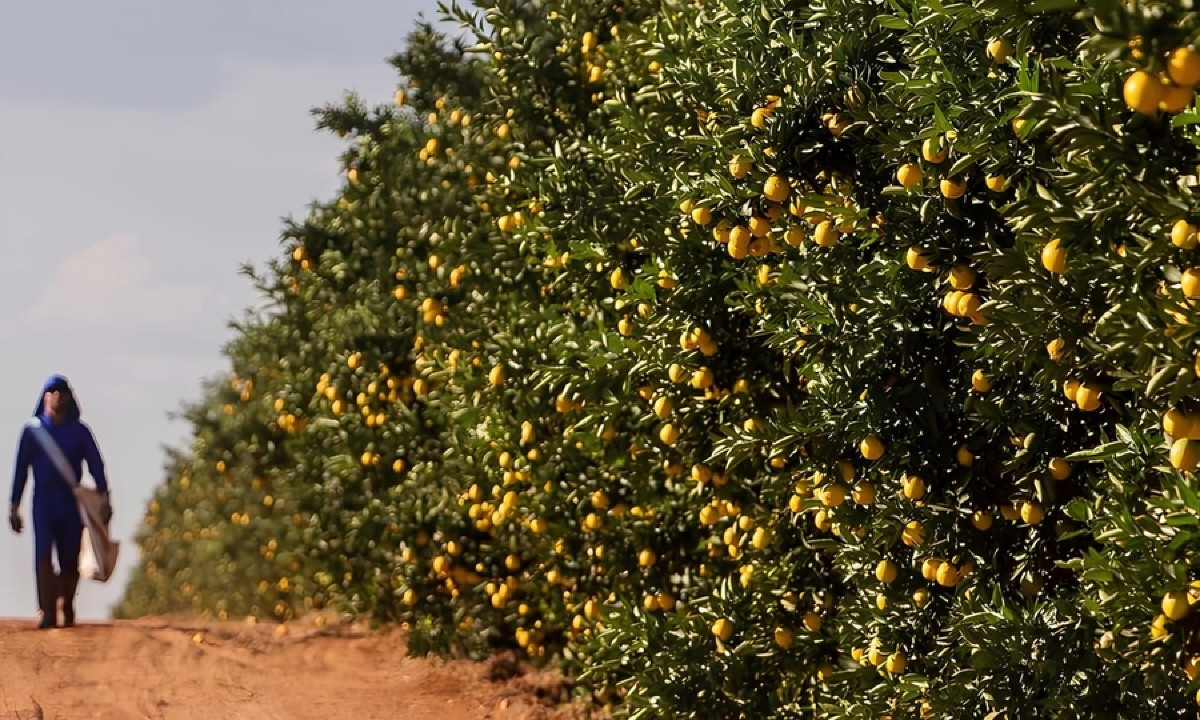 Mato Grosso do Sul recebe investimento de R$ 500 milhões em pomar de laranja