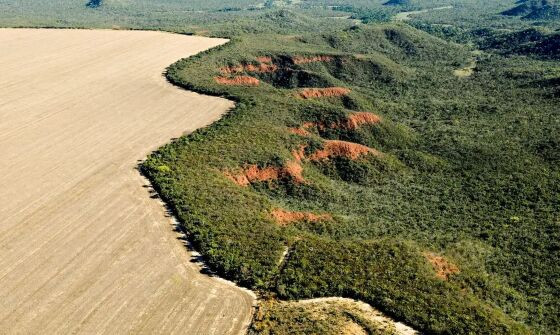 Entenda como o mau uso da floresta compromete a vida no planeta