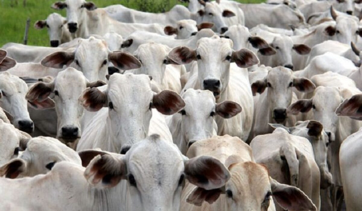 Mato Grosso do Sul é área livre de febre aftosa sem vacinação