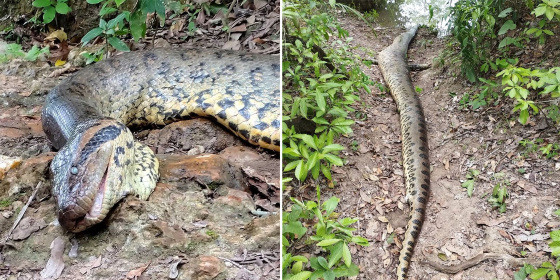 Sucuri Ana Júlia é encontrada morta no rio Formoso