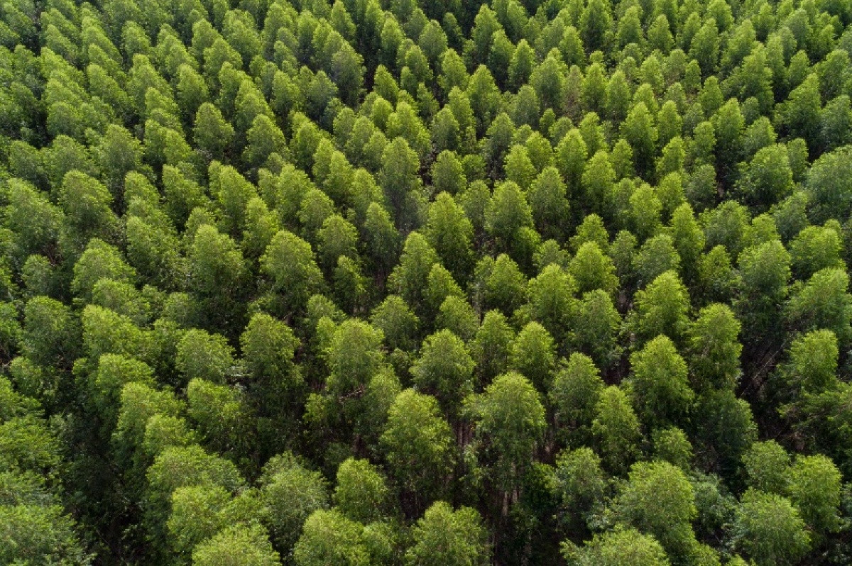 Arauco está com vagas abertas para auxiliar florestal e operador de equipamento florestal