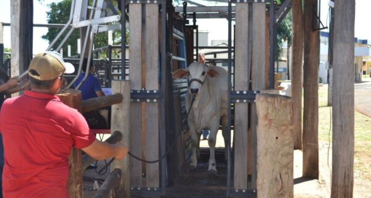 Pesagem de gado de corte começou nesta quarta-feira na Expogrande