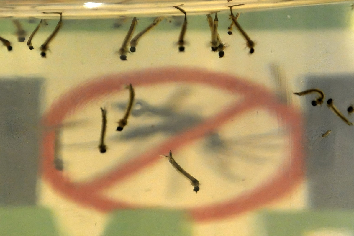 Foto ilustrativa de larvas de Aedes aegypti
