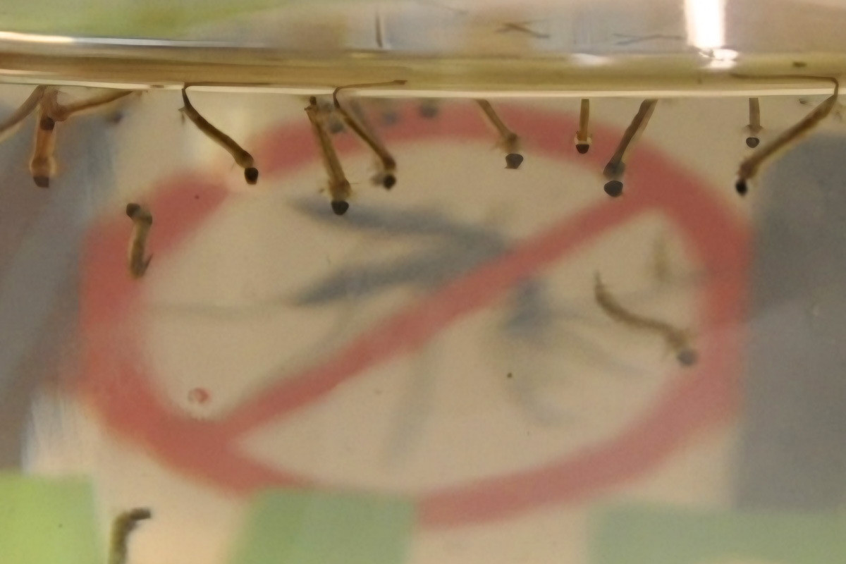 Foto ilustrativa de larvas de Aedes aegypti