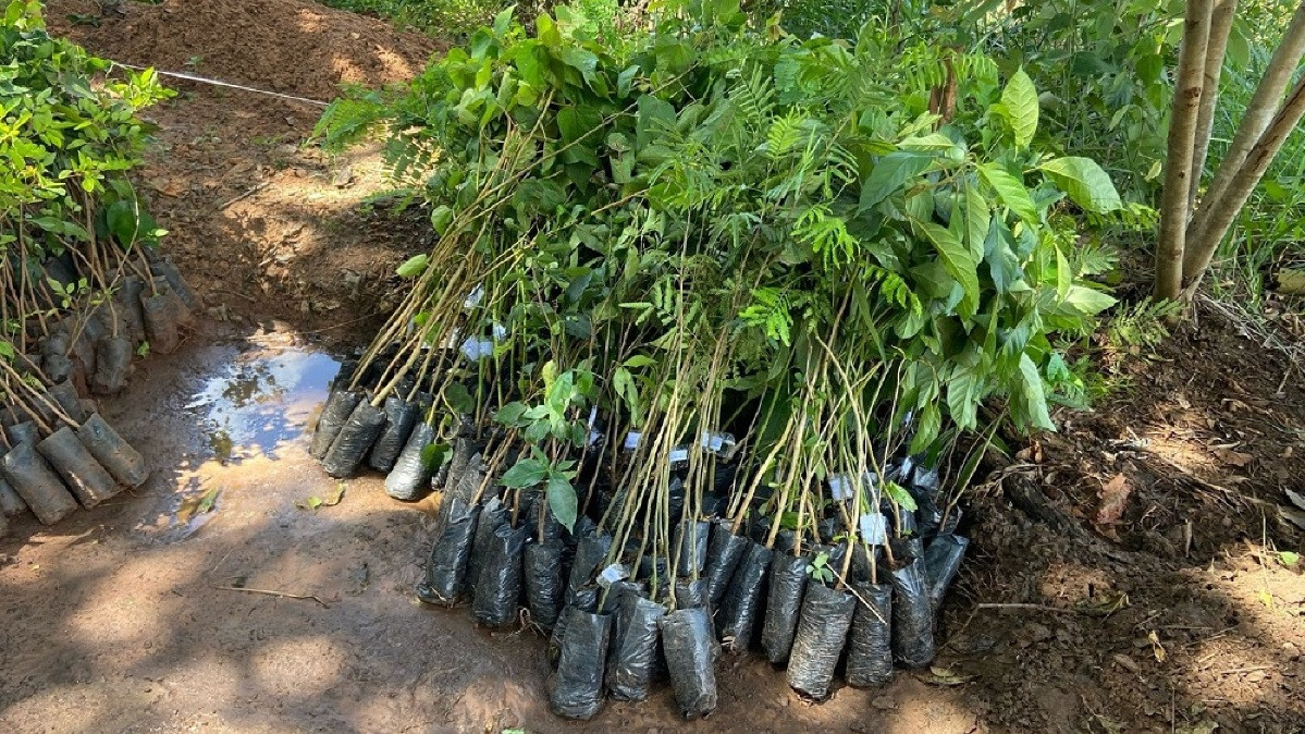 Visando criar conexões, Suzano planta 45 mil mudas de árvores nativas do Cerrado 