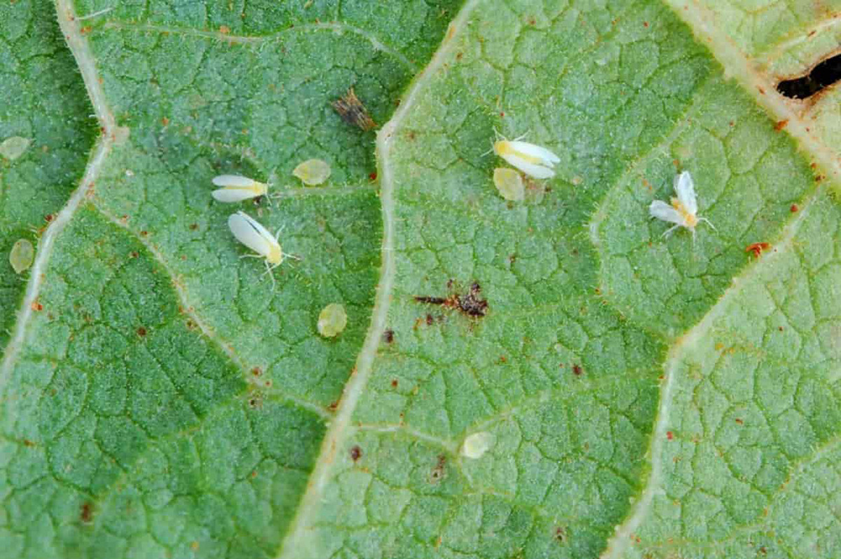 Parceria desenvolve inseticida natural pra combater mosca-branca nas lavouras