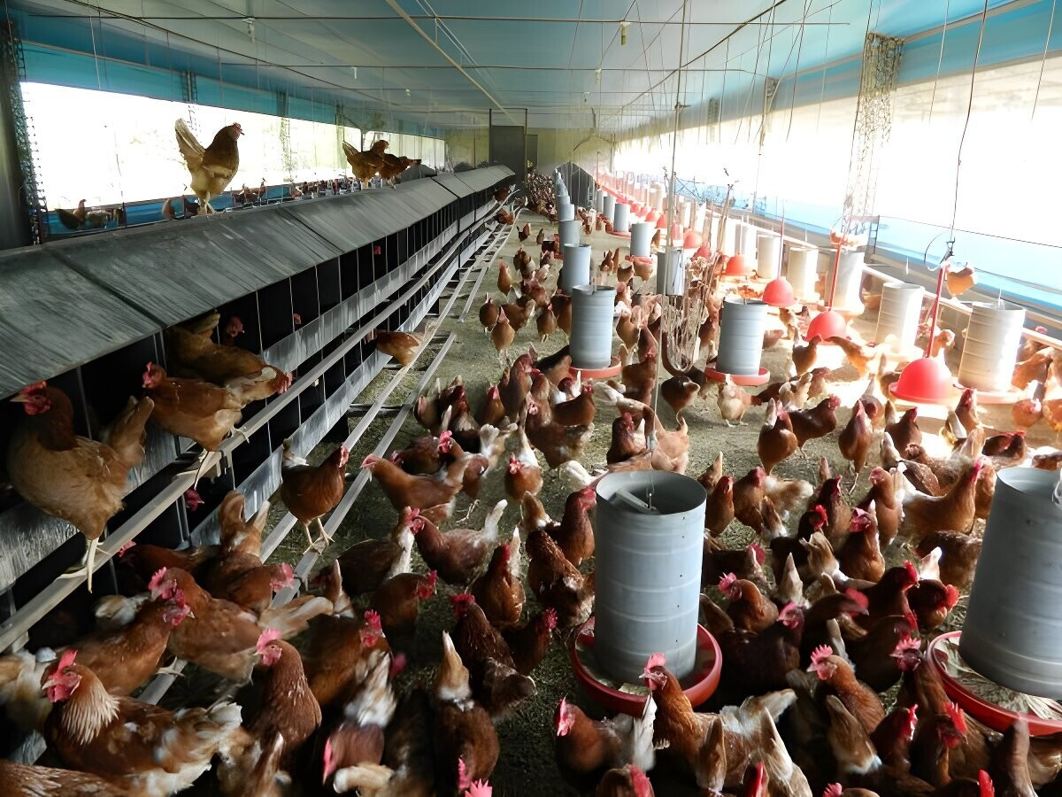 Avicultura: Megaempreendimento atenderá 4 milhões de aves ao dia