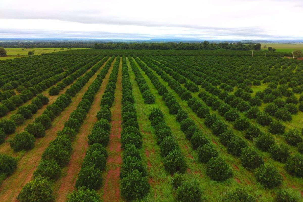 Citricultura avança na Costa Leste de Mato Grosso do Sul