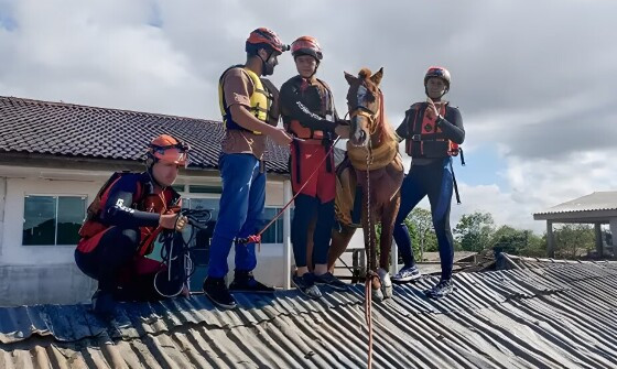 Cavalo Caramelo é resgatado de telhado de casa no Rio Grande do Sul