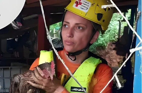 Cavalo Caramelo é resgatado de telhado de casa no Rio Grande do Sul