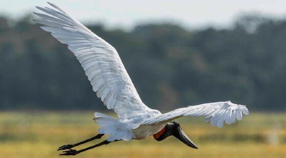 Observação de aves: Mato Grosso do Sul participa do Avistar Brasil