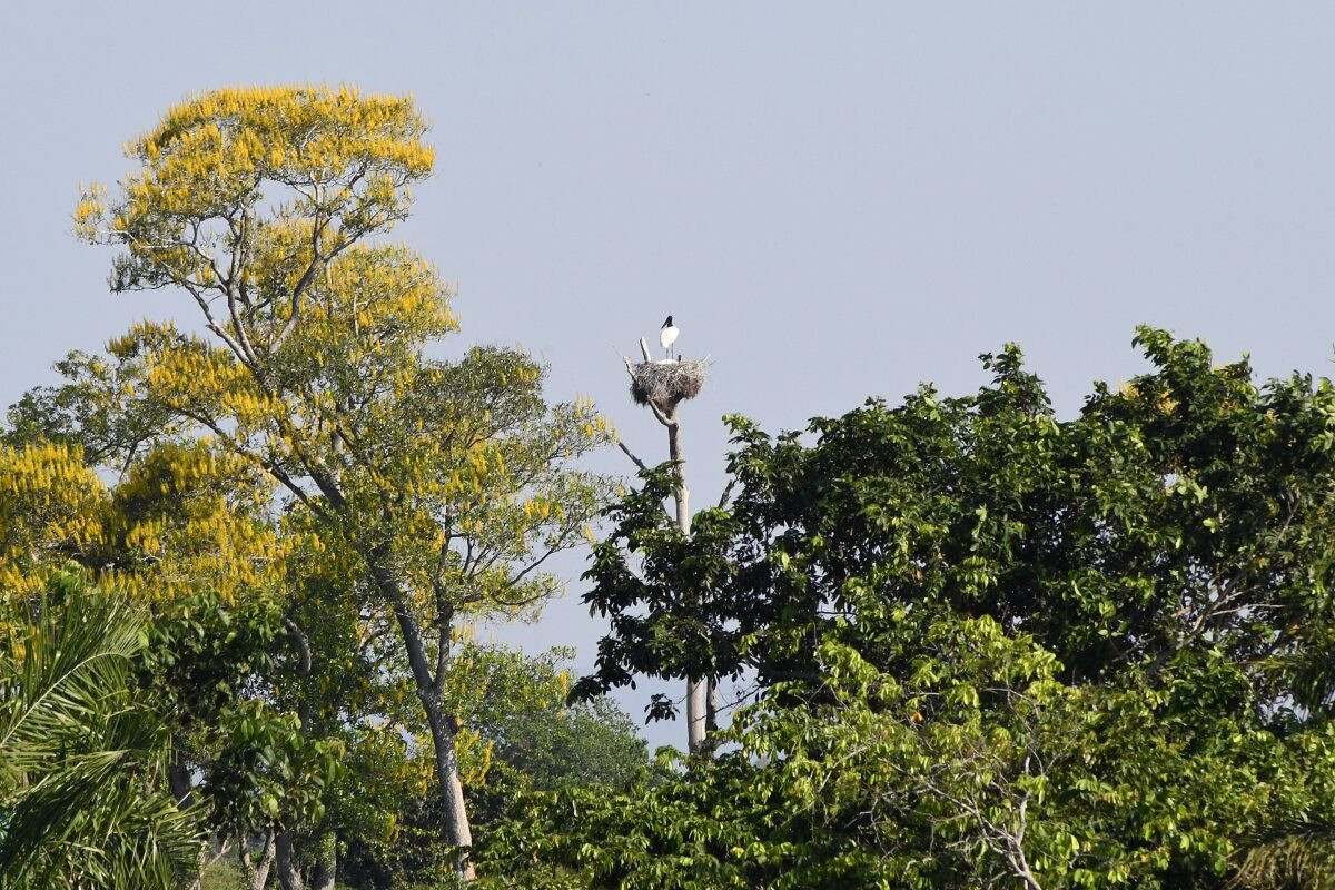 Seminário do governo de MS com consulado americano vai debater proteção do Pantanal