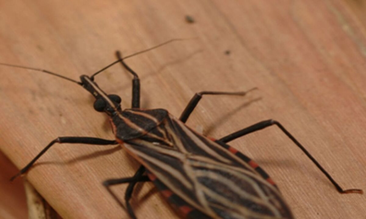 Doença De Chagas: 80% dos pacientes que recebem marcapasso no Hospital de Base de Brasília (DF) têm a doença; problema persiste no país e ameaça populações em vulnerabilidade social