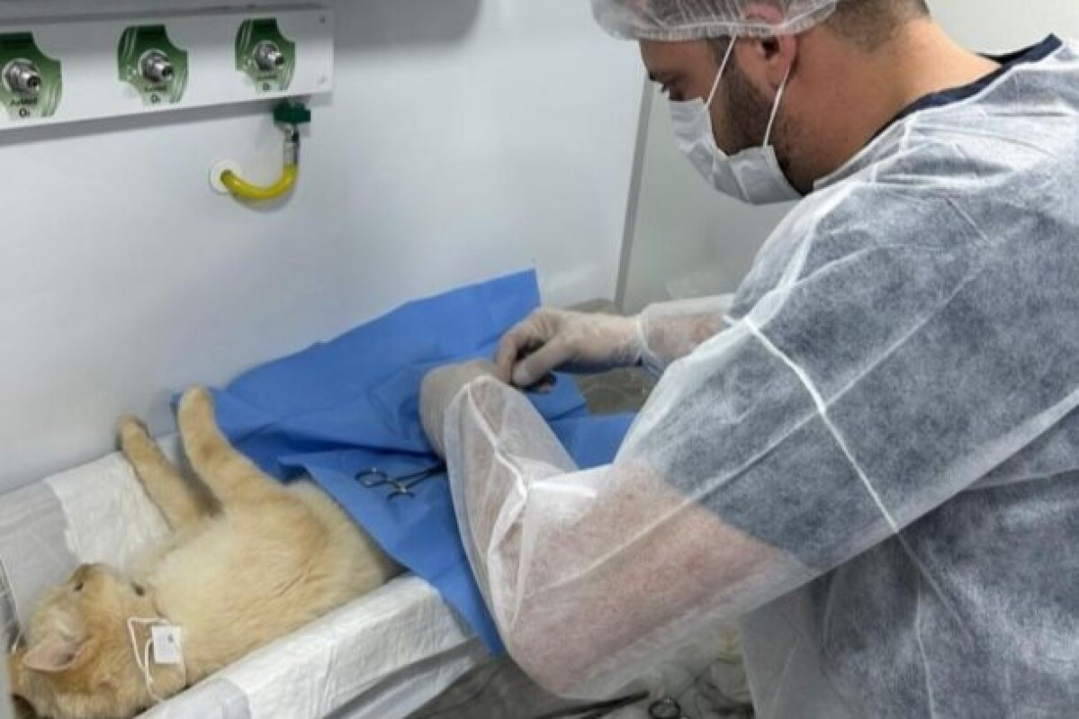 Castração Dourados