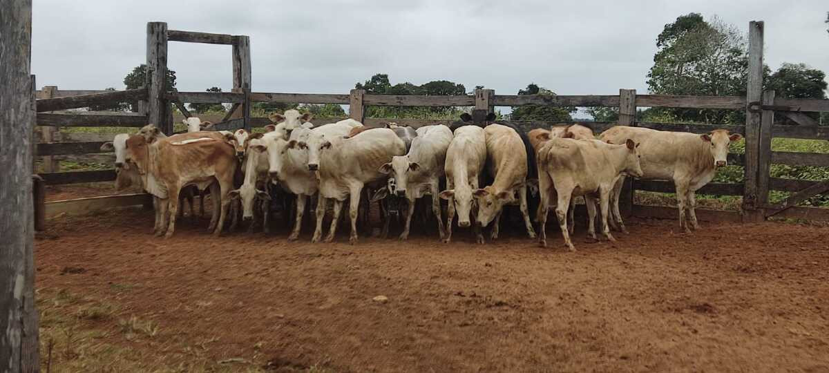 Gado avaliado em R$ 45 mil é recuperado em Corumbá