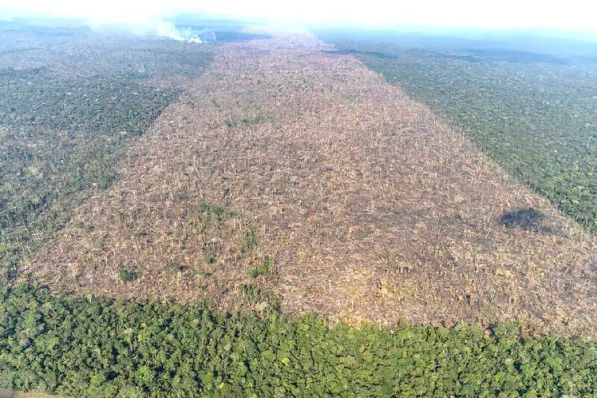 Área desmatada no Brasil cai 11,6%; no Cerrado, sobe