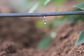 Irrigação por gotejamento: Um sistema com várias aplicações