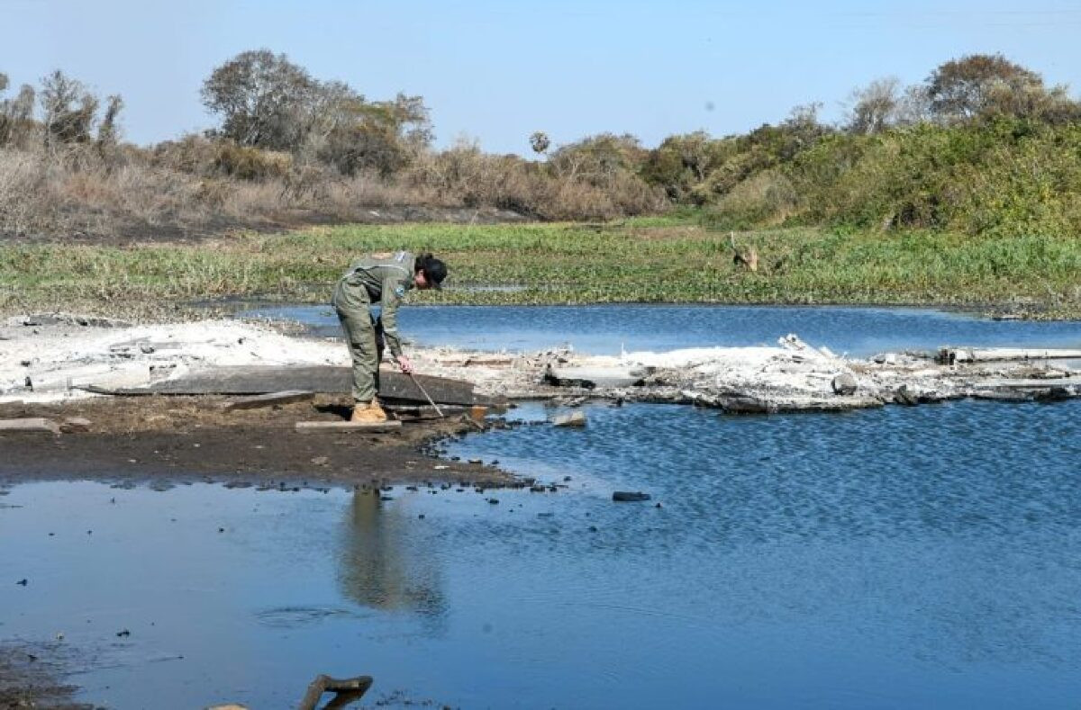 Incêndios: equipe do Gretap atua no monitoramento de animais feridos no Pantanal 