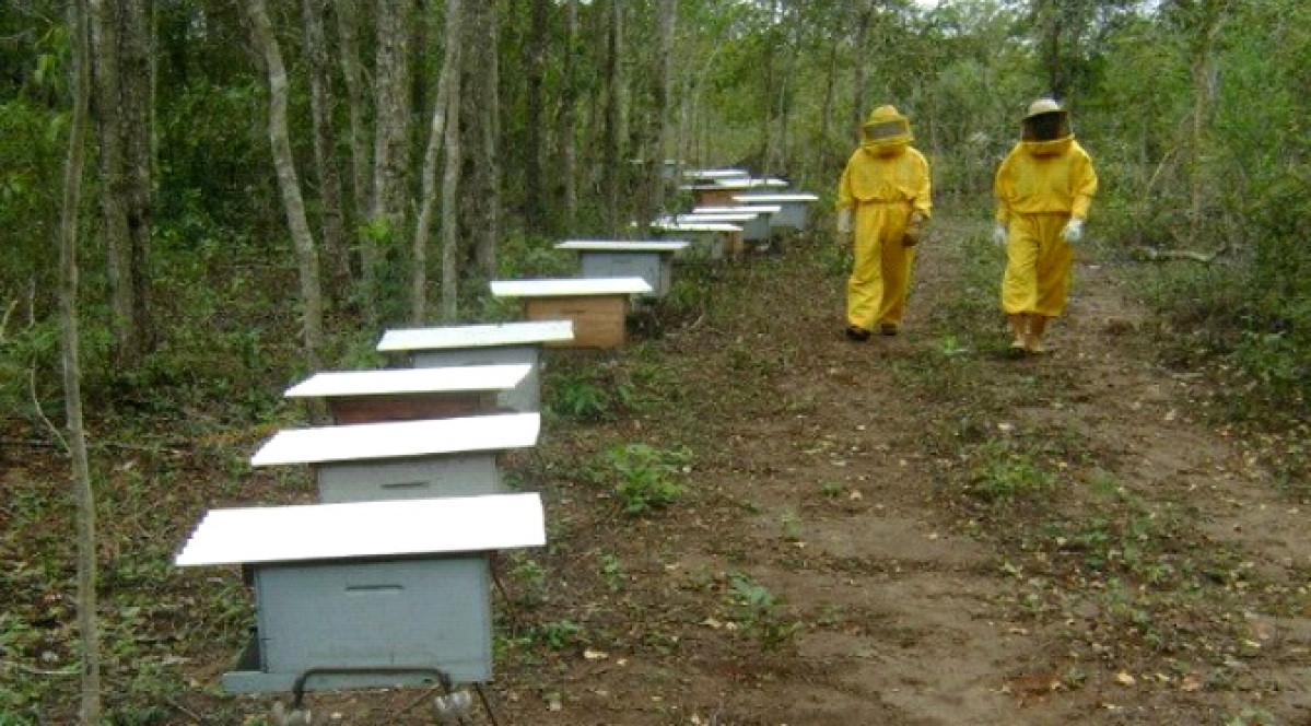 Mato Grosso do Sul tem um remanescente florestal nativo bem superior à de outros estados