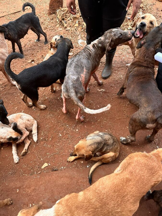 Mulheres são presos por manter mais de 220 animais em situação de maus-tratos na Chácara dos Poderes