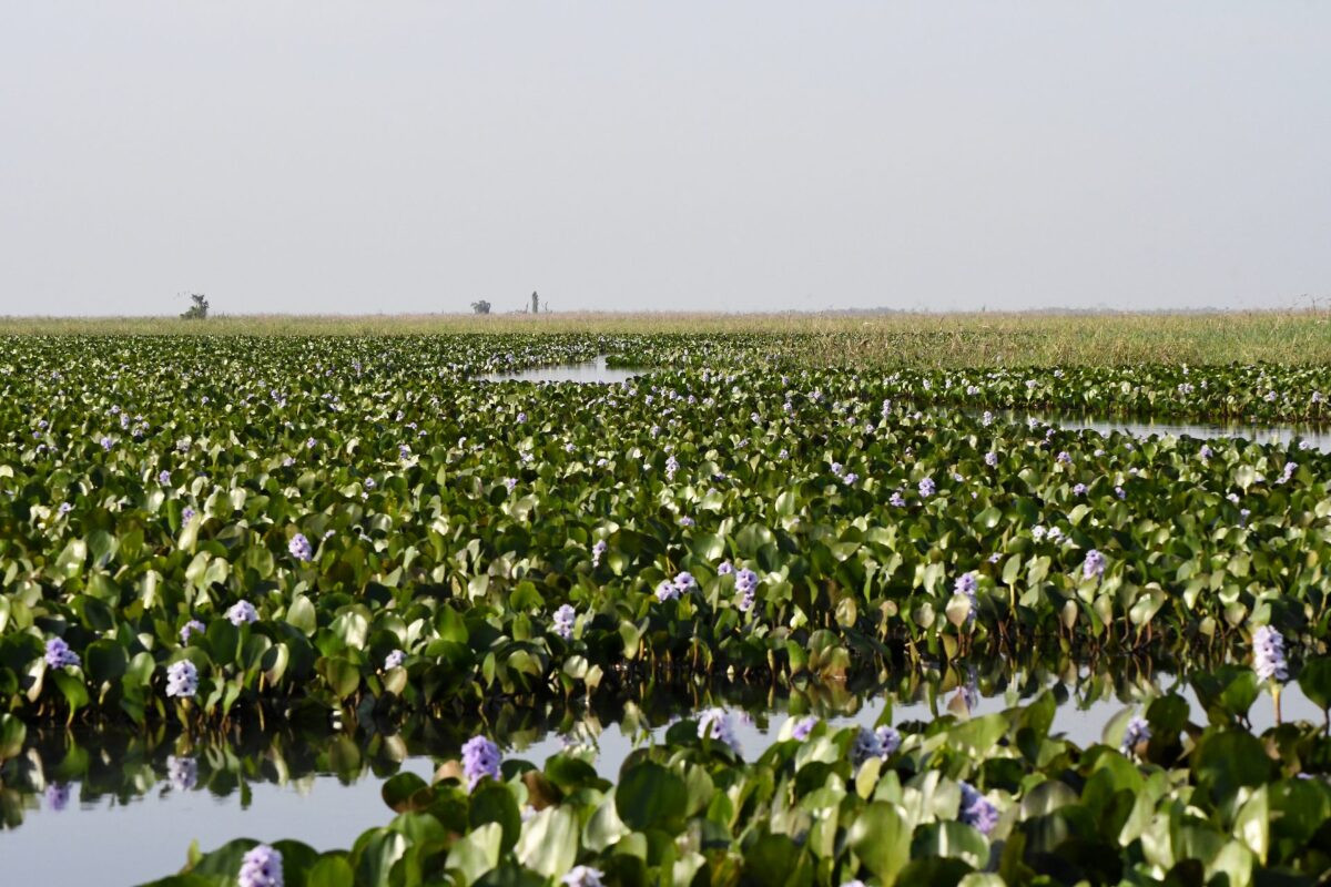 Dividido em sete sub-regiões, Pantanal tem área maior que Portugal