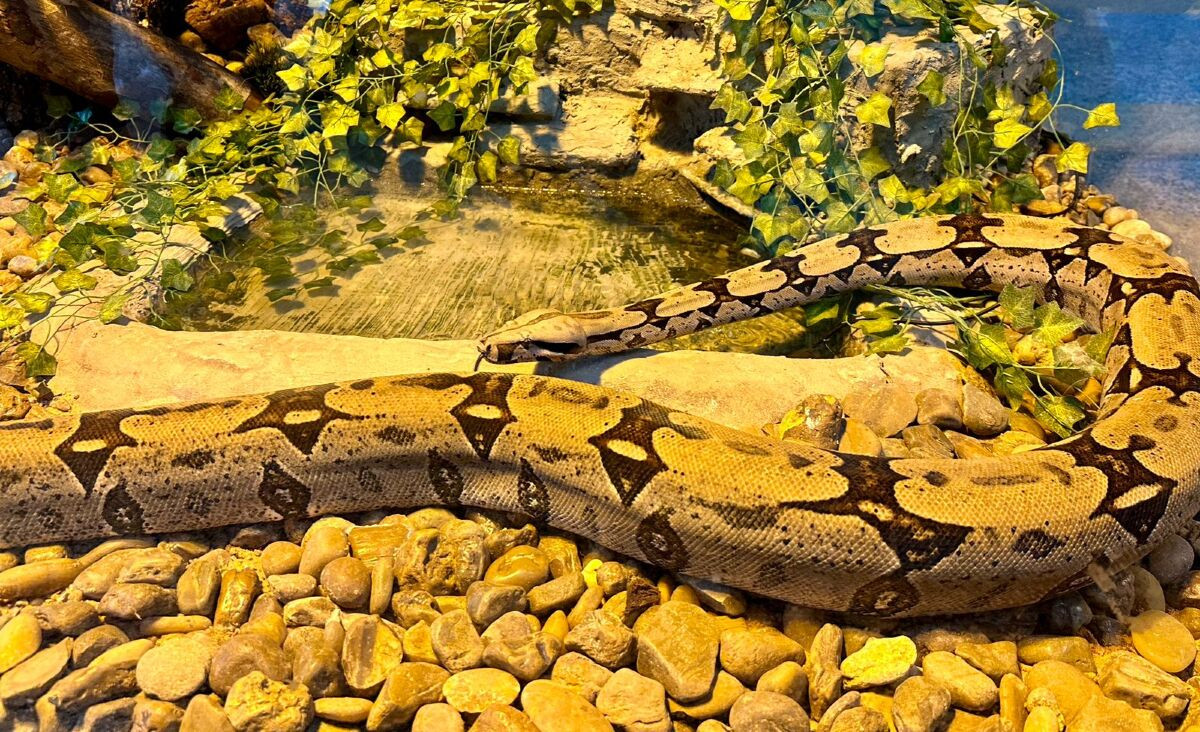 Sucuri e jiboia do Bioparque Pantanal são destaques na educação ambiental