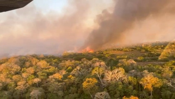 Pantanal: Grupo ajuda na fuga e aporte aos animais