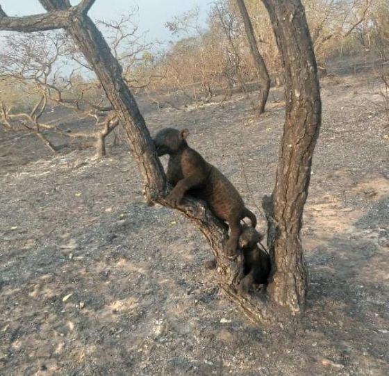 Onças-pintadas morrem por conta do fogo no Pantanal