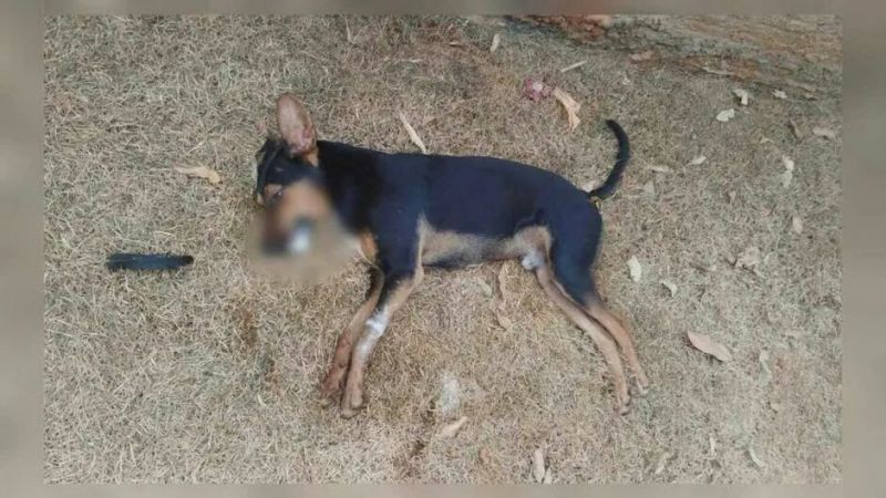 Cachorros são encontrados mortos com sinais de envenenamento em Rio Verde de MT