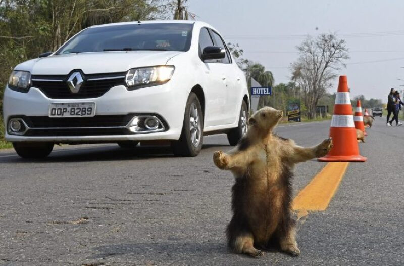 Blitz do programa Estrada Viva reforça cuidados com a fauna durante Festival de Inverno em Bonito