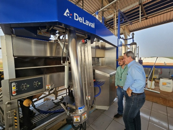 Fazenda em MS inova com ordenha robotizada e produção de leite com vacas Girolandas