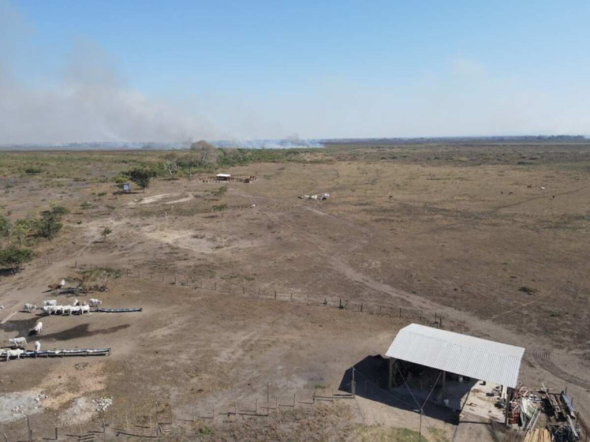 Operação combate crimes ambientais em Corumbá