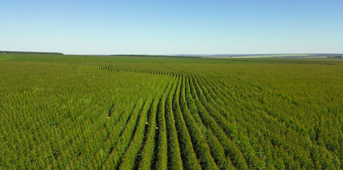 Área plantada de eucalipto de Mato Grosso do Sul - Bracell