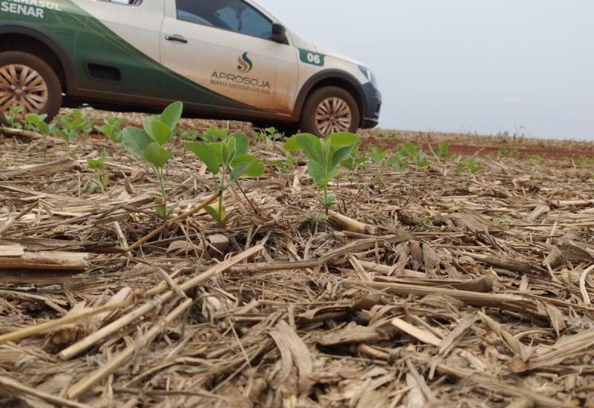 Semeadura da soja em Mato Grosso do Sul avança com expectativas positivas