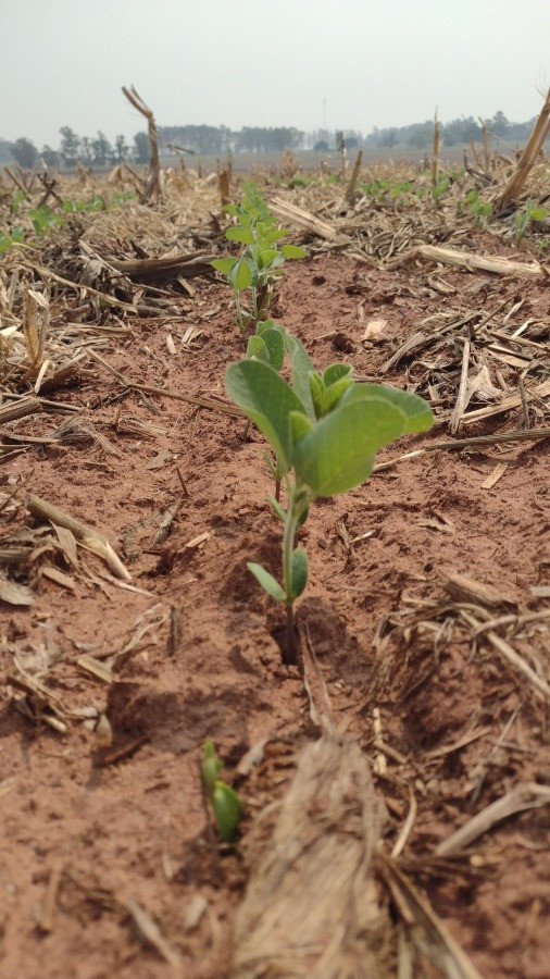 Semeadura da soja em Mato Grosso do Sul avança com expectativas positivas