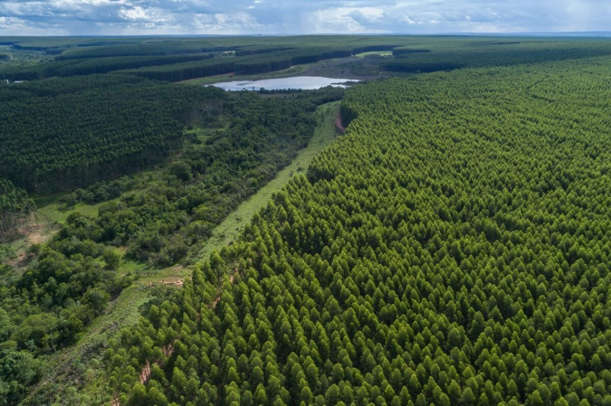 Estudo vai nortear o crescimento de Inocência novo polo de celulose 