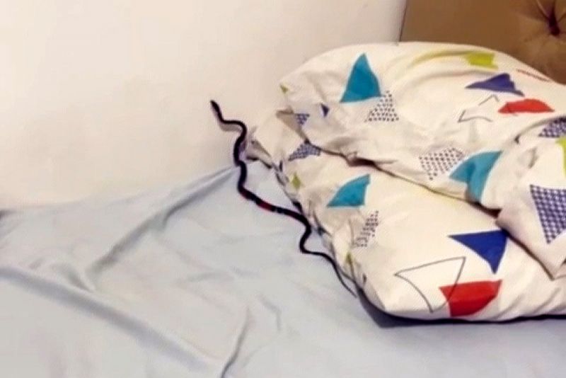 Brena Couto e seu filho identificaram a serpente como uma falsa-coral, que não é venenosa
