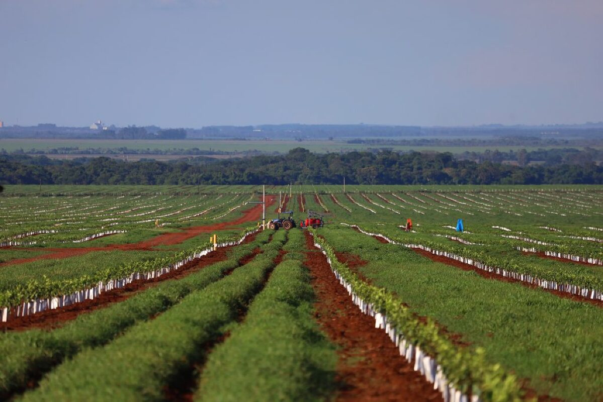 Grupo Cutrale inicia plantio de laranjas em projeto que pode expandir para 30 mil hectares