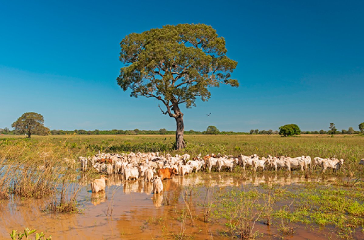 Pantanal lidera em tecnologia e sustentabilidade na pecuária, com destaque para inseminação artificial