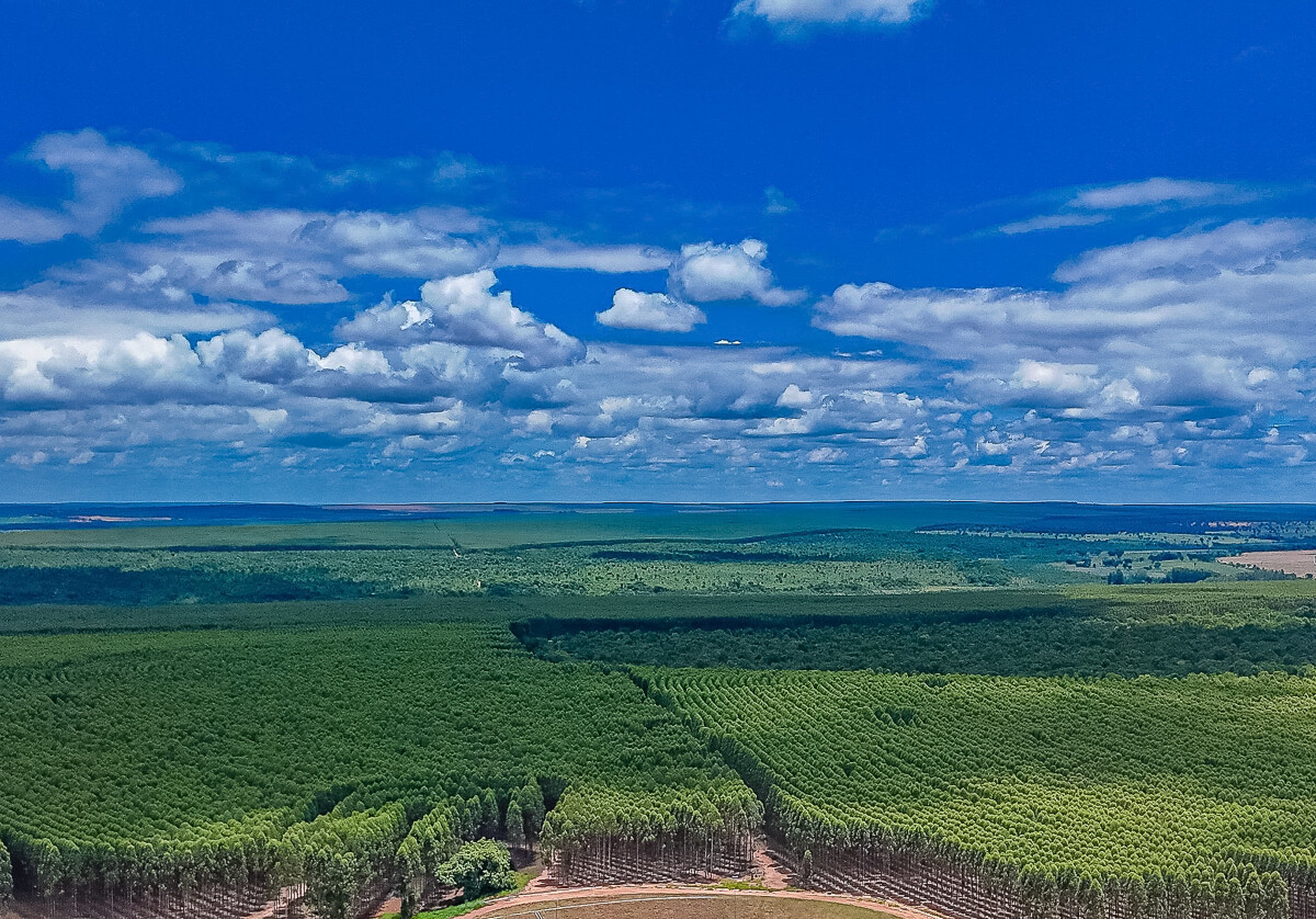 Projeto Cerrado: nova fábrica de celulose da Suzano em Ribas do Rio Pardo (MS)