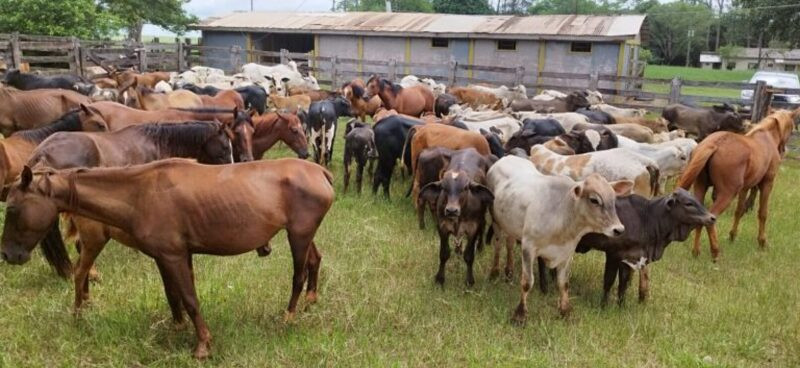 Durante a operação, foram recolhidos 223 bovinos e 15 equinos, e o proprietário dos animais foi identificado e notificado