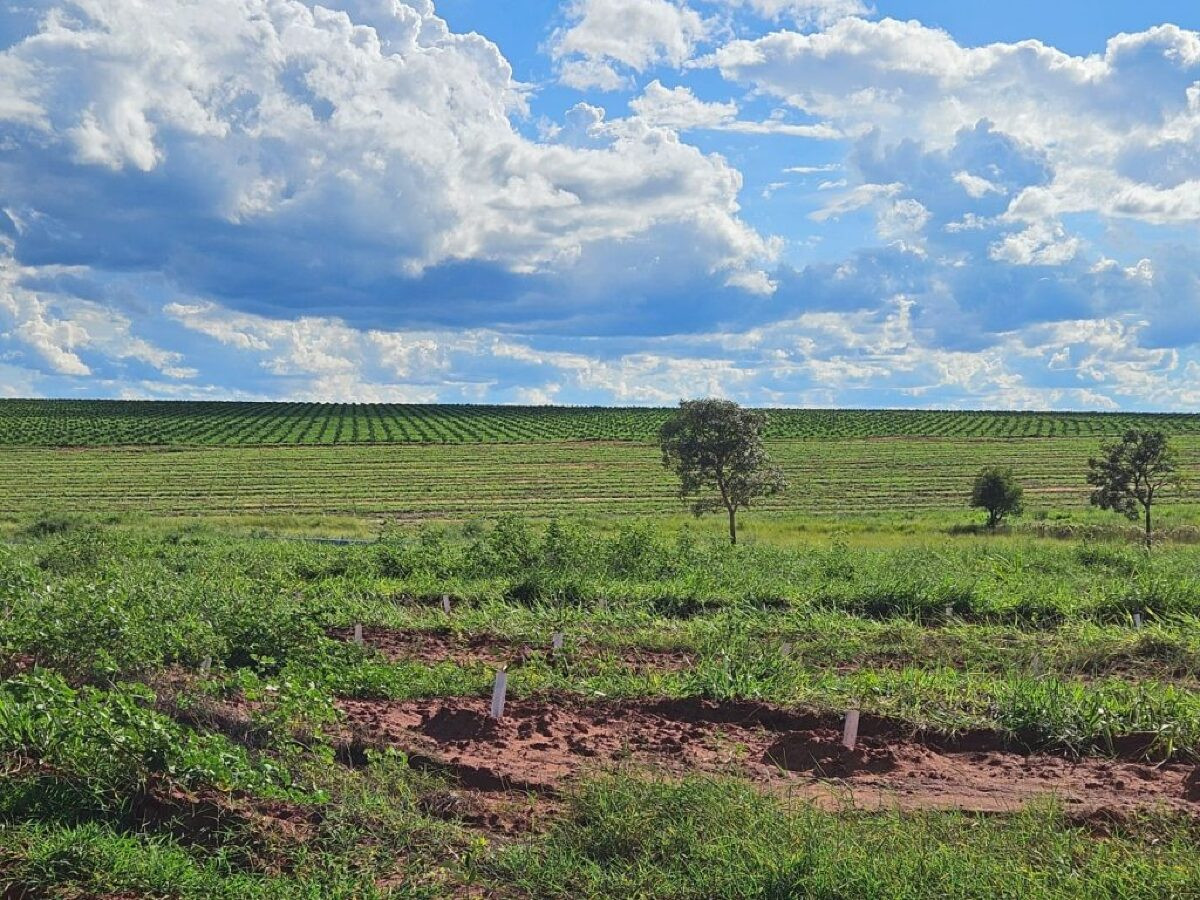 Citricultura laranjal cassilandia